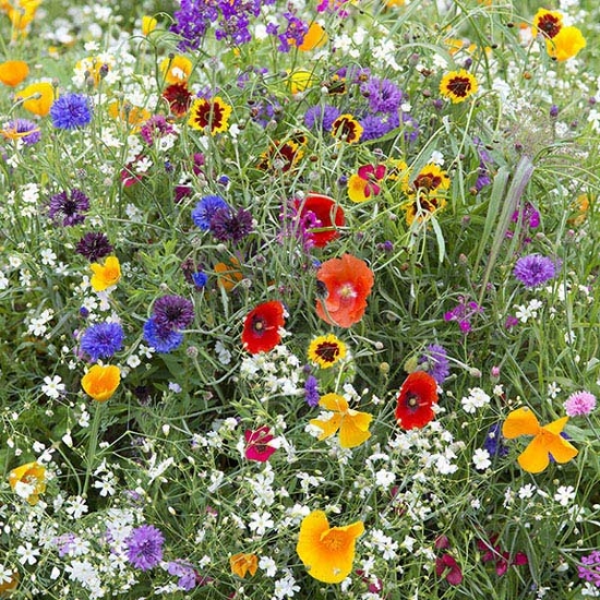 HARDY ANNUALS EARLY FLOWERING MIX SEEDS