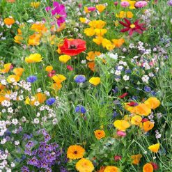 ANNUAL BEE MIXED SEEDS