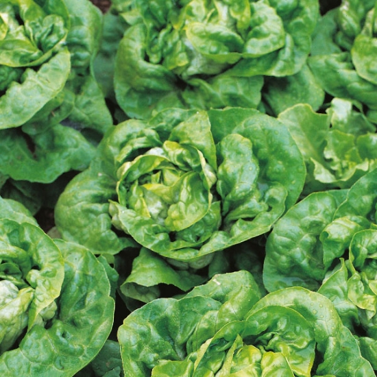 LETTUCE ARCTIC KING SEEDS