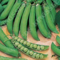 PEA LINCOLN SEEDS