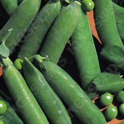 PEA ONWARD SEEDS