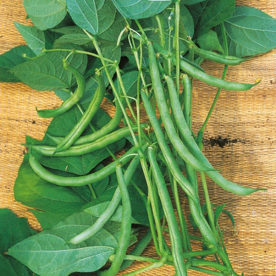 CLIMBING FRENCH BEAN BLUE LAKE SEEDS