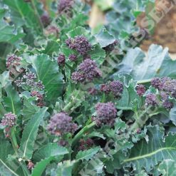 BROCCOLI PURPLE SPROUTING SEEDS
