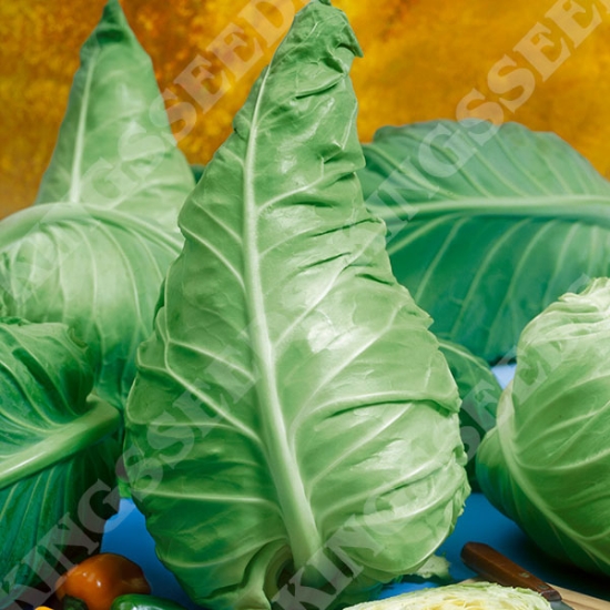 CABBAGE WHEELERS IMPERIAL SEEDS