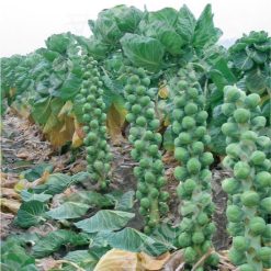 BRUSSELS SPROUT BRENDAN F1 SEEDS