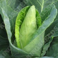 CABBAGE CARAFLEX F1 SEEDS