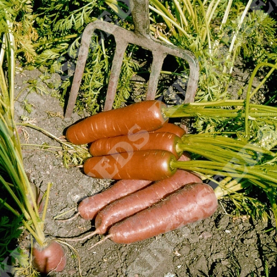 CARROT FLYAWAY F1 RHS AGM SEEDS