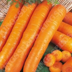 CARROT EARLY NANTES  2 SEEDS