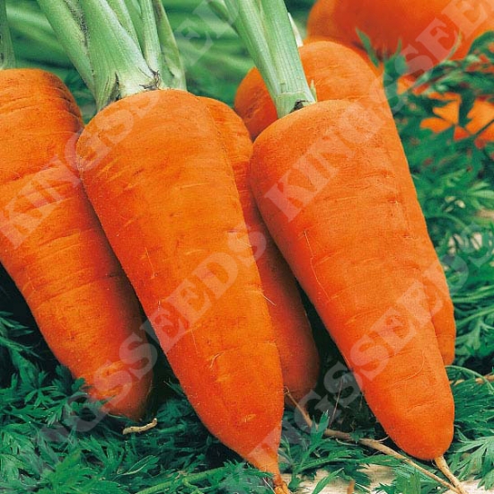 CARROT CHANTENAY RED CORED 3 SEEDS
