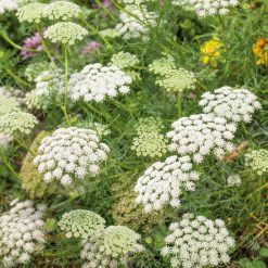 AMMI MAJUS SEEDS