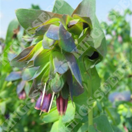 CERINTHE MAJOR PURPURESCENS SEEDS