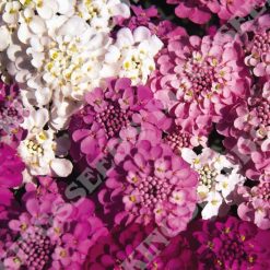 CANDYTUFT SPANGLES SEEDS