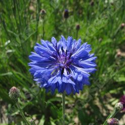 CORNFLOWER DOUBLE BLUE SEEDS