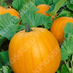 PUMPKIN JACK O LANTERN SEEDS