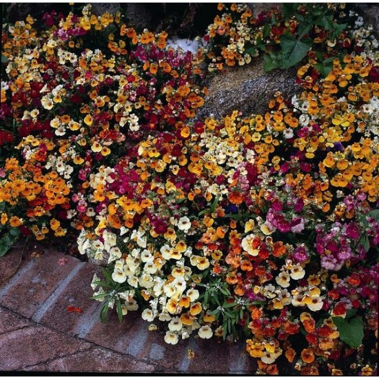 NEMESIA CARNIVAL MIXED SEEDS