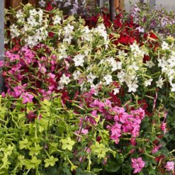 NICOTIANA PERFUME MIXED F1 SEEDS