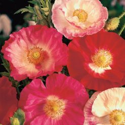 POPPY SHIRLEY DOUBLE MIXED SEEDS