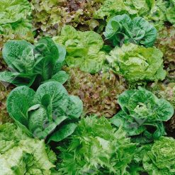 Lettuce Mixed Leaves SEEDS