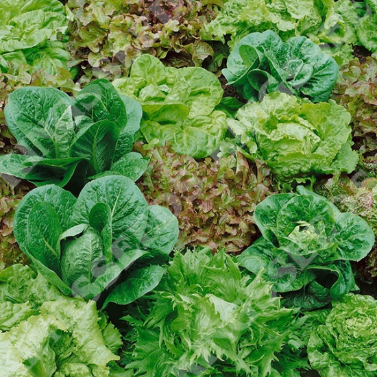 Lettuce Mixed Leaves SEEDS