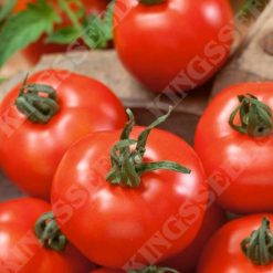 TOMATO MONEYMAKER SEEDS