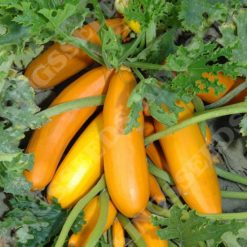 COURGETTE ATENA POLKA F1 SEEDS