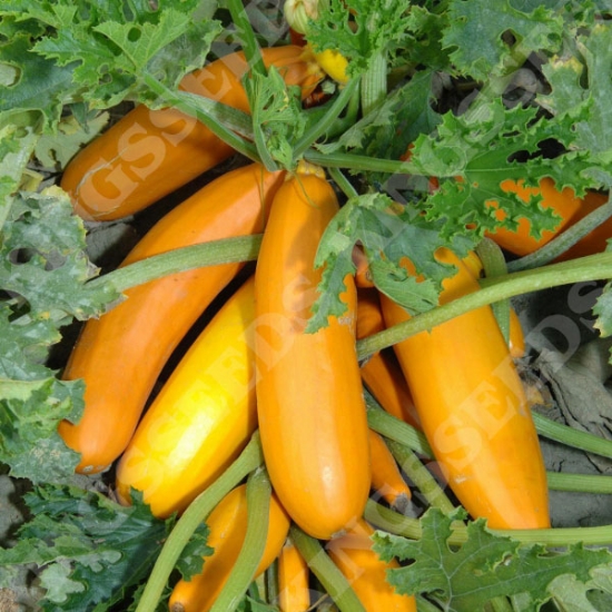 COURGETTE ATENA POLKA F1 SEEDS