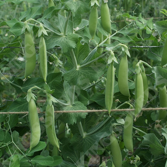 PEA (SNAP) NAIROBI (SNAP) SEEDS