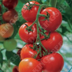 TOMATO SHIRLEY F1 RHS AGM SEEDS