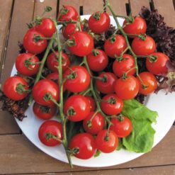 TOMATO SWEET MILLION F1 SEEDS