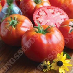 TOMATO BIG DADDY SEEDS