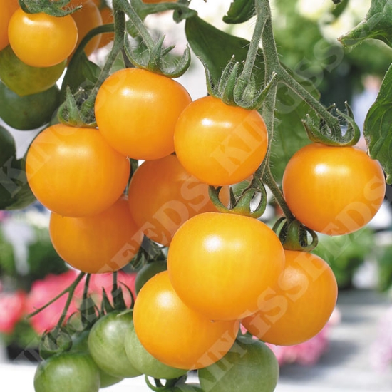 TOMATO TUMBLING TOM RED SEEDS