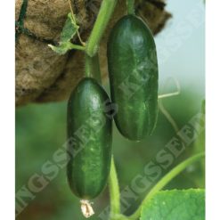 CUCUMBER MINI MUNCH F1 SEEDS
