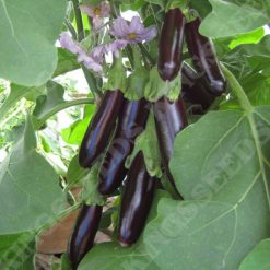 AUBERGINE LONG PURPLE SEEDS