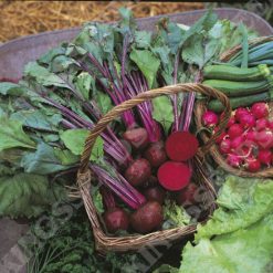 BEETROOT BOLTARDY RHS AGM SEEDS