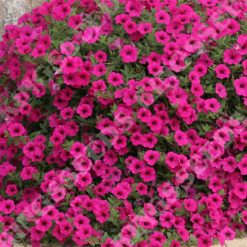 PETUNIA PURPLE VELVET F1 SEEDS