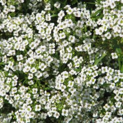ALYSSUM CARPET OF SNOW SEEDS