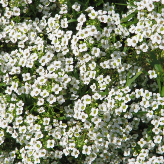ALYSSUM CARPET OF SNOW SEEDS