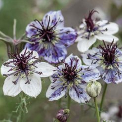 NIGELLA DELFT BLUE SEEDS