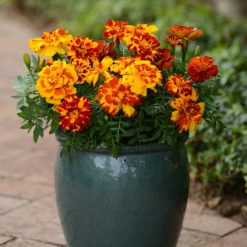 MARIGOLD FRENCH DURANGO MIXED SEEDS