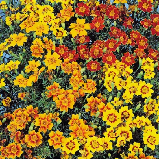 TAGETES STARFIRE SEEDS