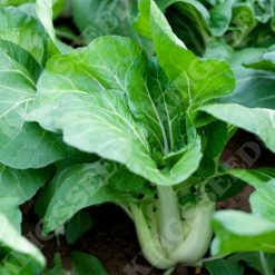 PAK CHOI JOI CHOI F1 SEEDS