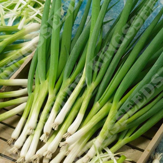 ONION SPRING WHITE LISBON (WINTER HARDY) SEEDS