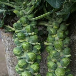 BRUSSELS SPROUT TRAFALGAR F1 SEEDS