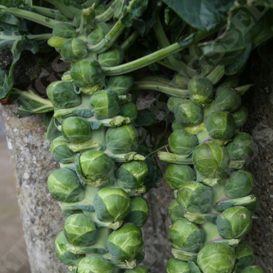 BRUSSELS SPROUT TRAFALGAR F1 SEEDS