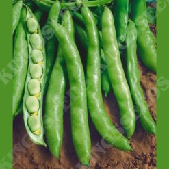 BROAD BEAN AQUADULCE CLAUDIA SEEDS