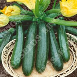 COURGETTE ZUCCHINI SEEDS