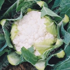 Cauliflower Boris F1