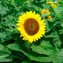SUNFLOWER BAMBINO SEEDS