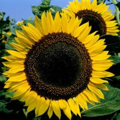 SUNFLOWER TAIYO SEEDS