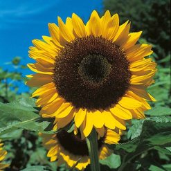 SUNFLOWER GIANT SINGLE SEEDS